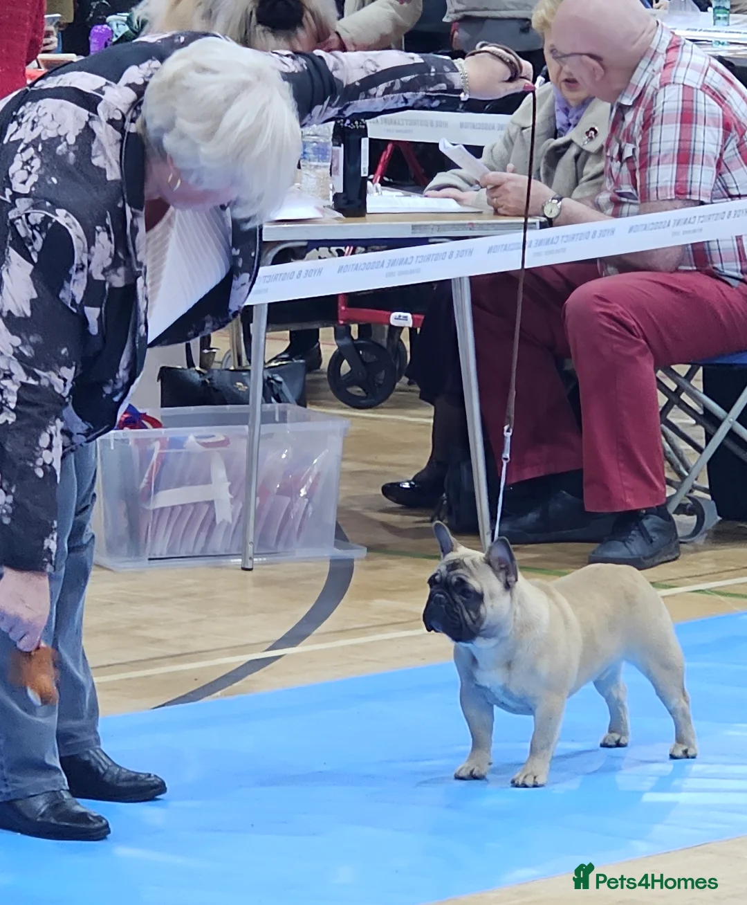 French Bulldog dogs for stud: For stud, Wildax Rowendale Tickety Boo  - Advert 4
