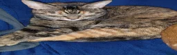 Mixed Breed cats for sale: Female Cat - Advert 4
