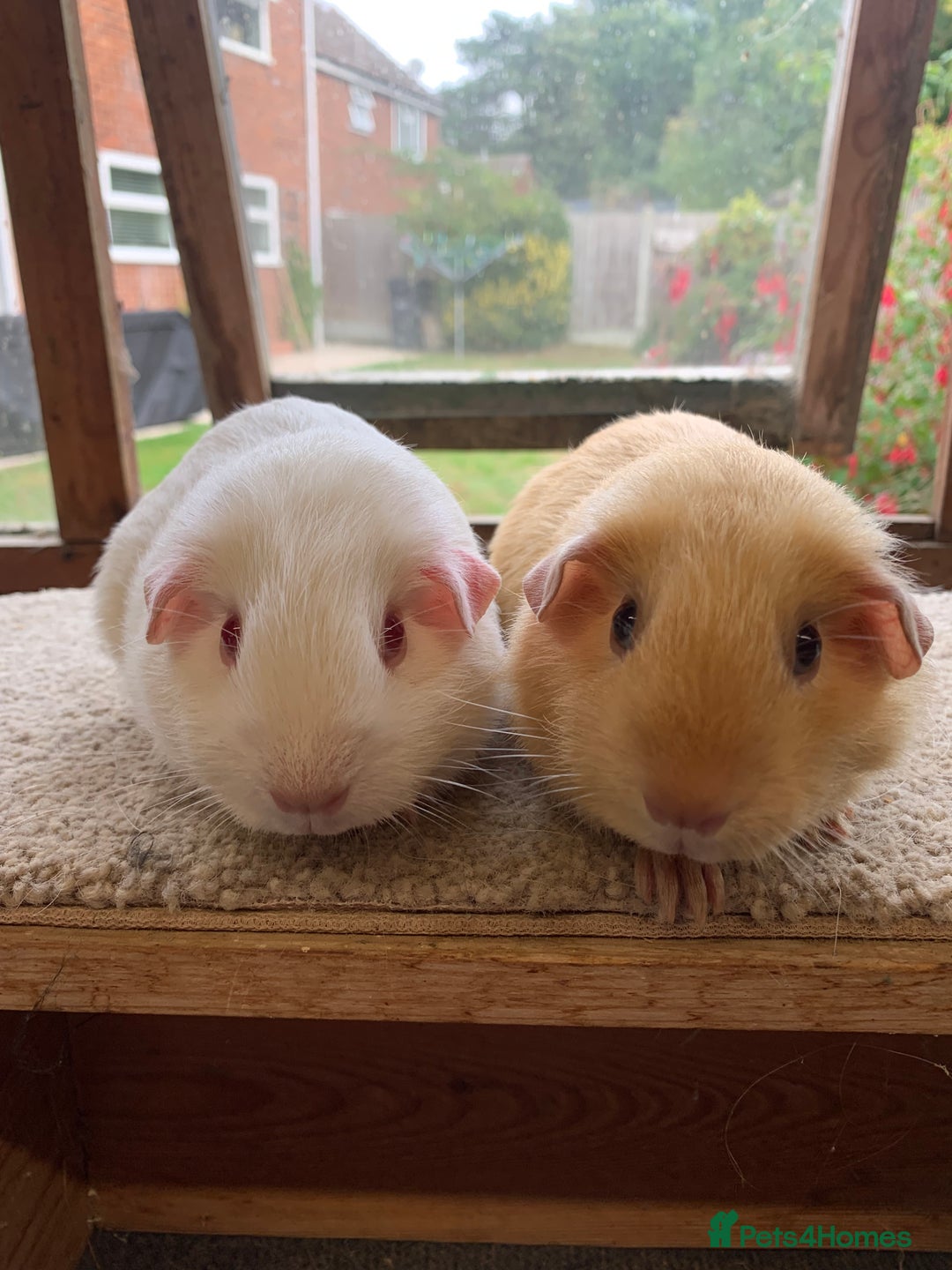Guinea Pig rodents for sale: Sweet Pair of Baby Guinea Pig Sows - £70 the pair - Image 1