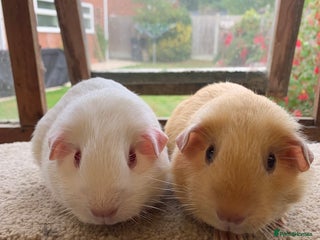 Guinea Pig rodents - Advert 31