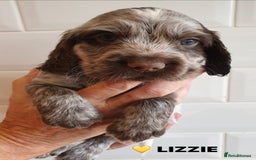 Cocker Spaniel dogs for sale: Stunning Blue/Liver Roan Cocker Spaniels Puppies  - Image 12