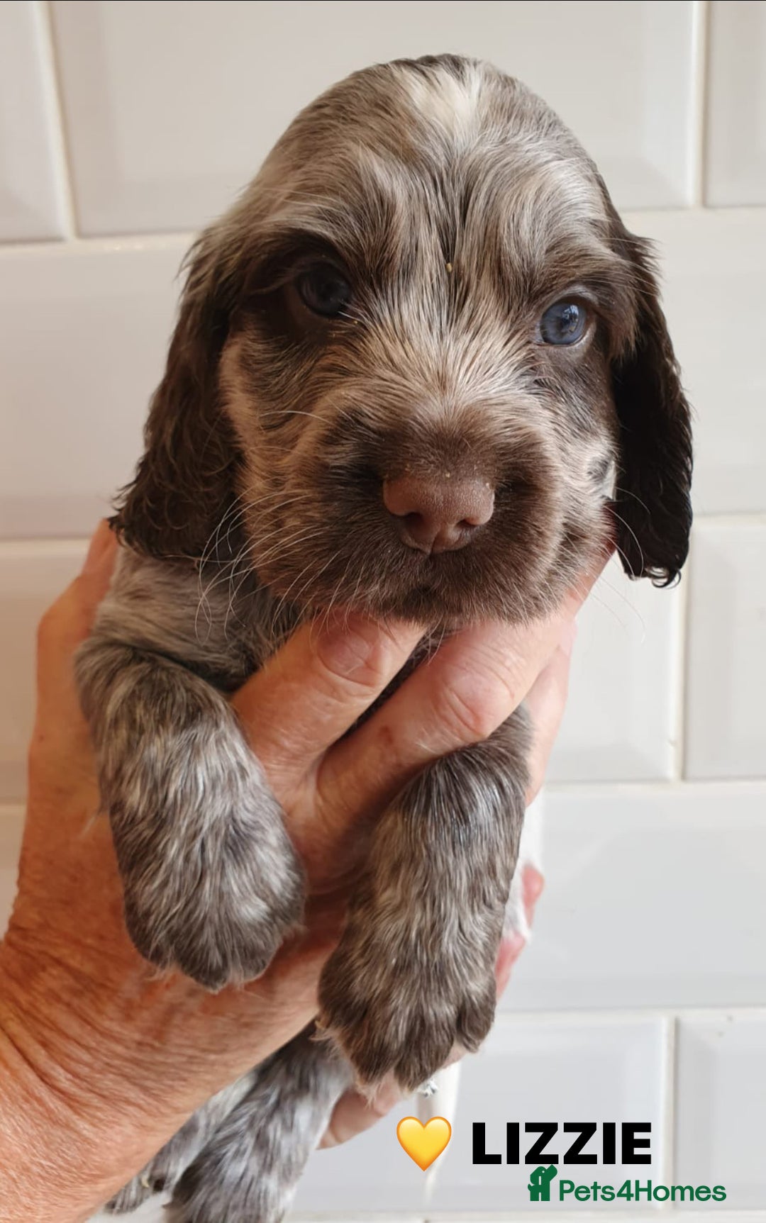 Cocker Spaniel dogs for sale: Stunning Blue/Liver Roan Cocker Spaniels Puppies  - Image 12