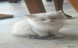 Mixed Breed cats for sale: White and dappled little girl  - Image 8