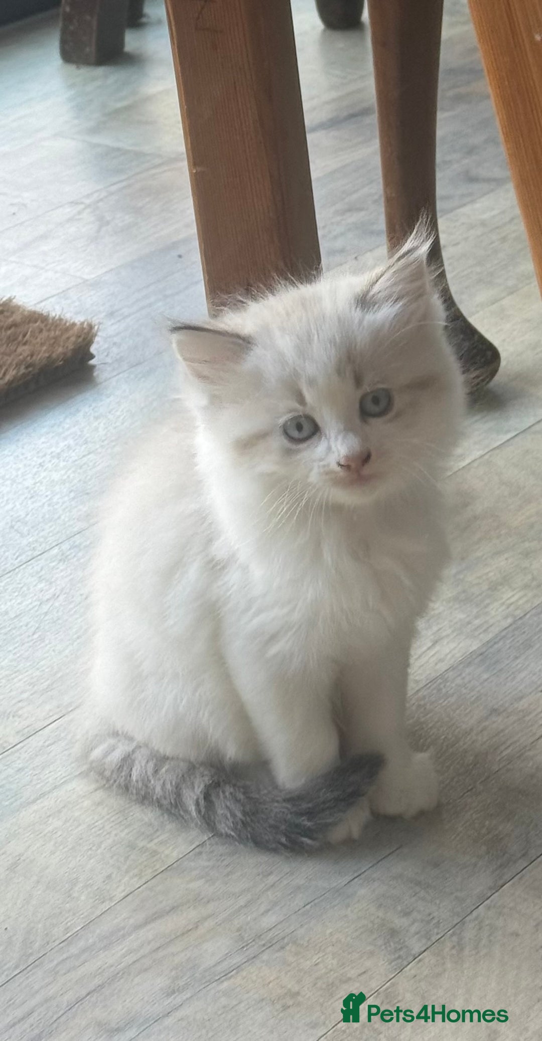 Mixed Breed cats for sale: White and dappled little girl  - Image 8