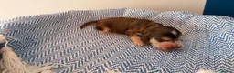 Cocker Spaniel dogs for sale: Outstanding KC registered Cocker Spaniel Puppies  - Advert 12