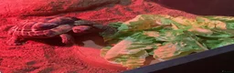 Hermann Tortoise reptiles for sale: Herman tortoise in Bognor Regis - Advert 2