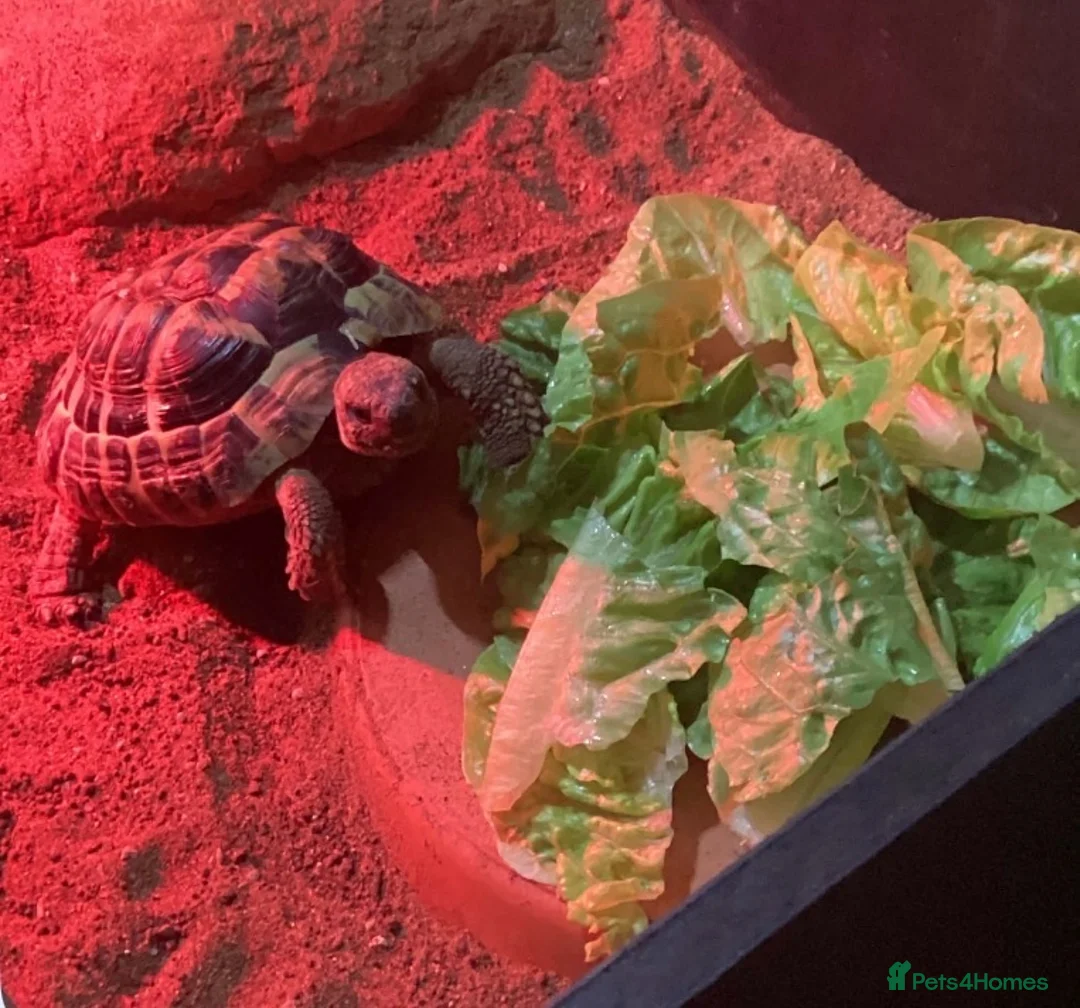 Hermann Tortoise reptiles for sale: Herman tortoise in Bognor Regis - Advert 2