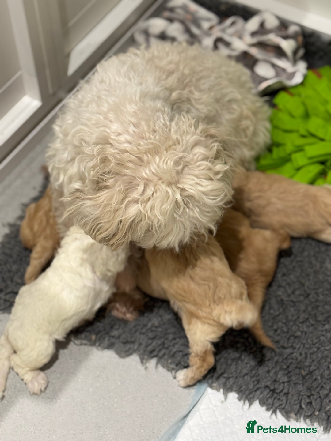 Cavapoochon dogs for sale: Cavapoochon puppies - Advert 4