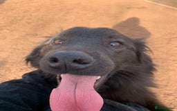 Mixed Breed dogs for adoption: Meet Ranger, currently residing in Lancashire  - Image 5