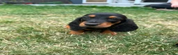 Mixed Breed dogs for sale: 🐾 Mini Bassets 🐾 - Advert 27
