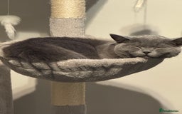 British Shorthair cats for sale: 7-Month-Old Grey British Shorthair  - Advert 6