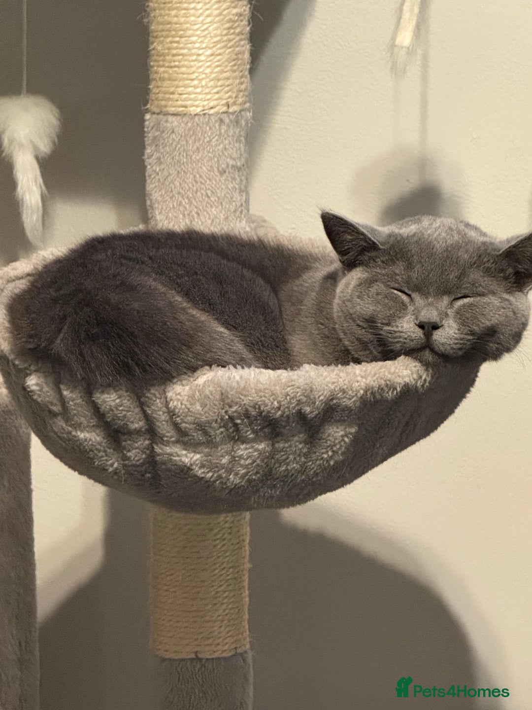 British Shorthair cats for sale: 7-Month-Old Grey British Shorthair  - Advert 6