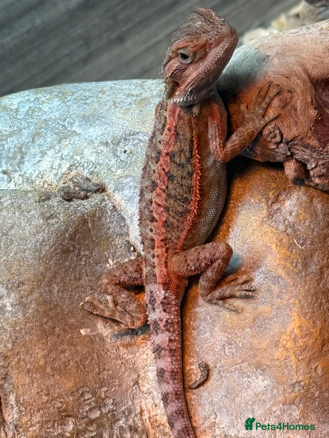 Bearded Dragon reptiles for sale: Red Monster juveniles  - Image 22