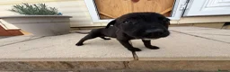 Mixed Breed dogs for sale: Puppies Ready to go the 31st - Advert 4