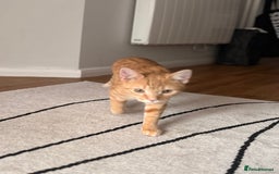 Bengal cats for sale: Bengal Kitten  - Image 4