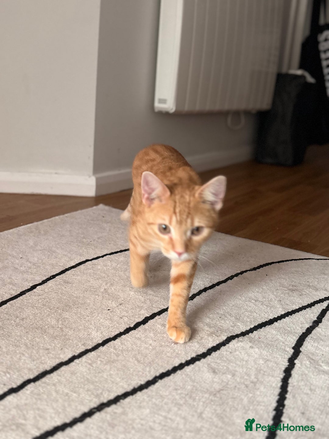 Bengal cats for sale: Bengal Kitten  - Image 4