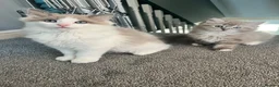 Ragdoll cats for sale: Registered Ragdoll Kittens for Sale - Advert 10