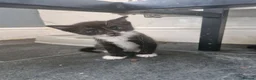 Mixed Breed cats for sale: Kittens  - Advert 5