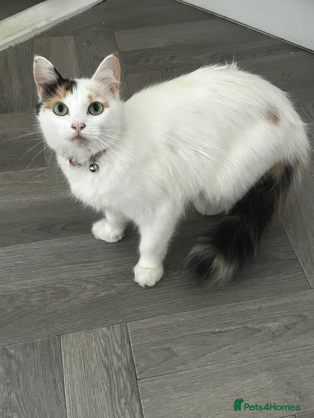 Turkish Van cats for sale: Longhaired Female Turkish van Cat for sale  - Advert 2