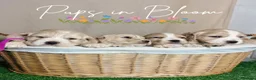 Cocker Spaniel dogs for sale: PRICE DROP KC registered working cocker spaniel - Advert 9