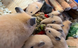 Hamster rodents for sale: Friendly Well Handled Syrian Hamsters - Image 4