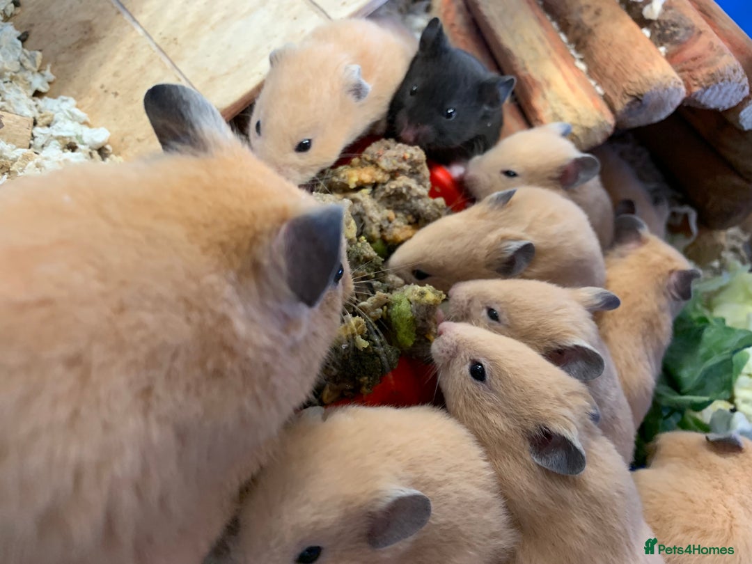 Hamster rodents for sale: Friendly Well Handled Syrian Hamsters - Image 4