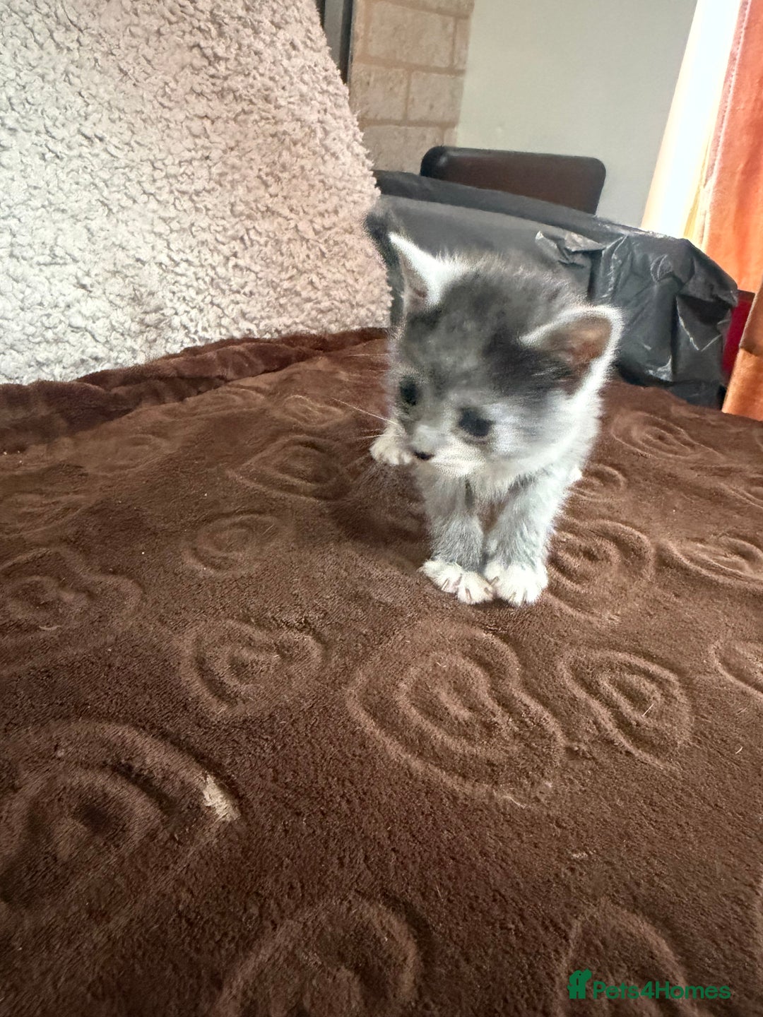 Russian Blue cats for sale: Kittens  - Advert 2