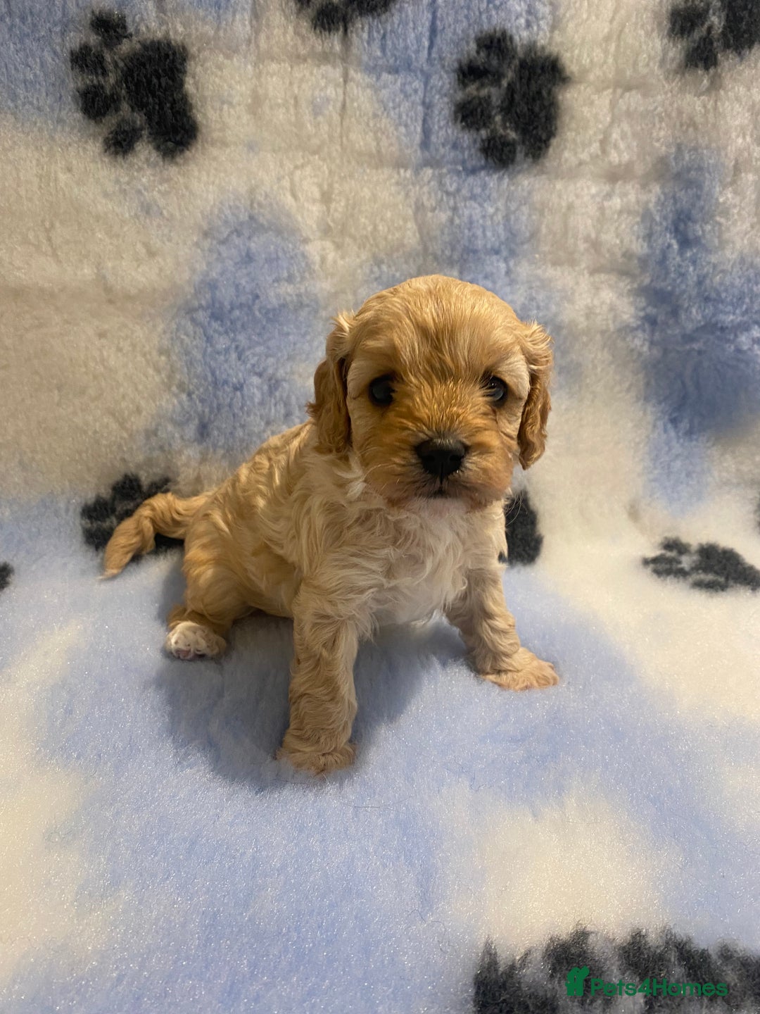 Cavapoo dogs for sale: 5 apricot cavapoo puppies - Advert 2