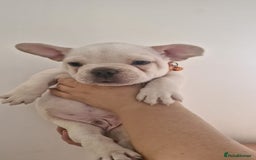 French Bulldog dogs for sale: Lovley frenchie puppies  - Image 16