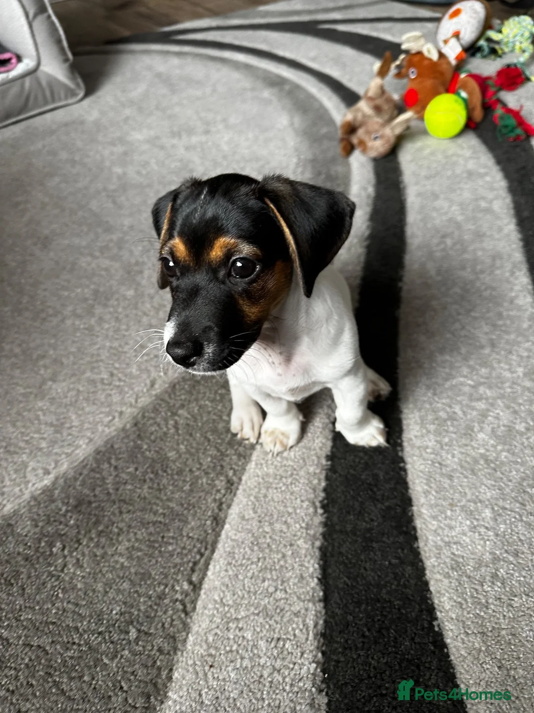 Jack Russell dogs for sale: Pure Breed Jack Russell, short legs in Stockport - Advert 9