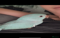 Ringnecks birds for sale: Male Hand reared Clear Tail Indian Ringneck - Image 2