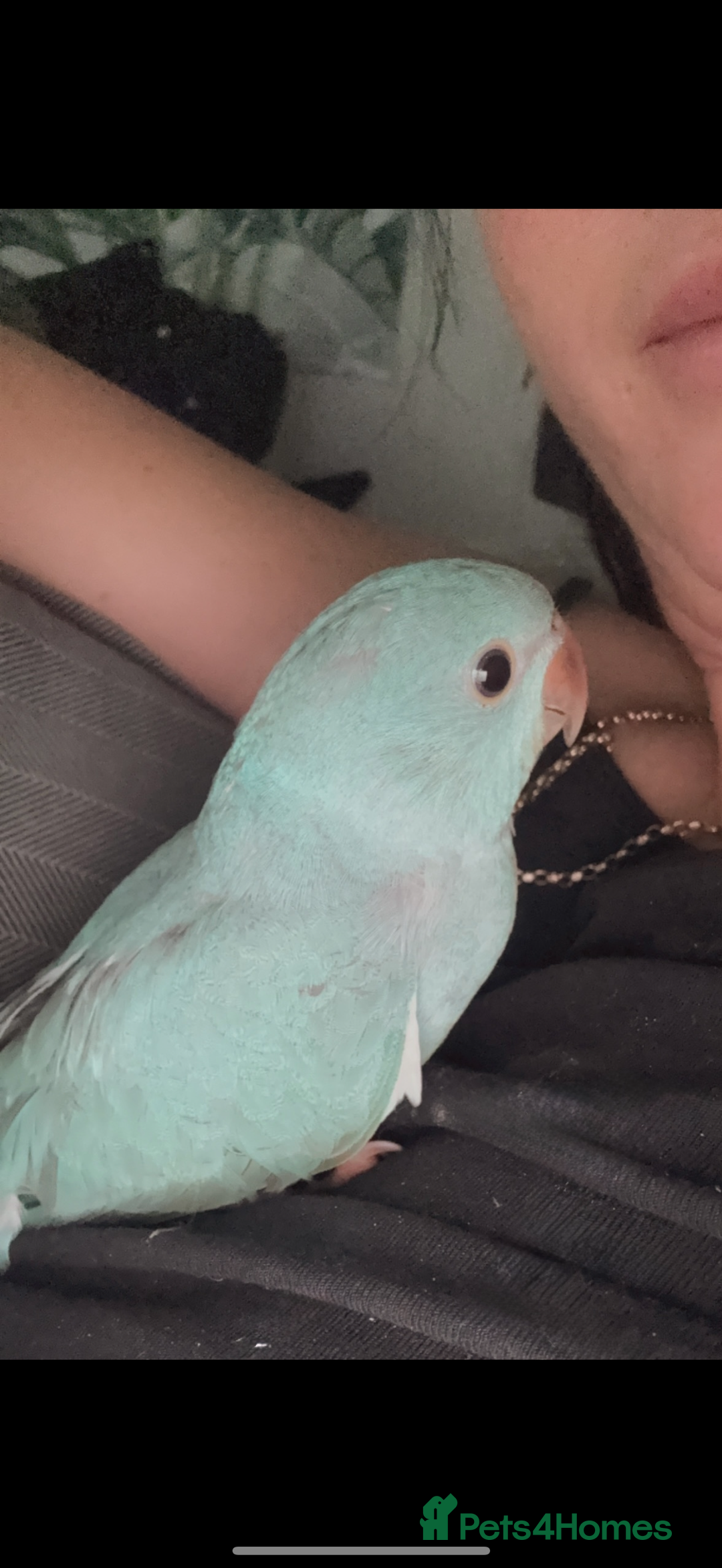 Ringnecks birds for sale: Male Hand reared Clear Tail Indian Ringneck - Image 2