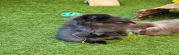 Mini Lion Lop rabbits for sale: Stunning Mini Lion Lops - READY SATURDAY - Advert 17