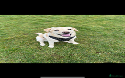 Labrador Retriever dogs for sale: 1 year old Labrador retriever for sale - Image 1