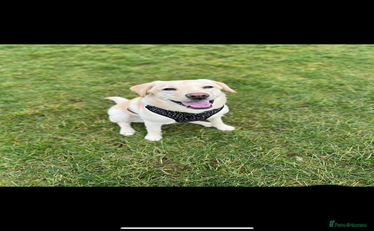 Labrador Retriever dogs - Advert 7