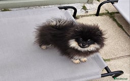 Pomeranian dogs for sale: Beautiful black and tan pomeranian puppy - Image 4