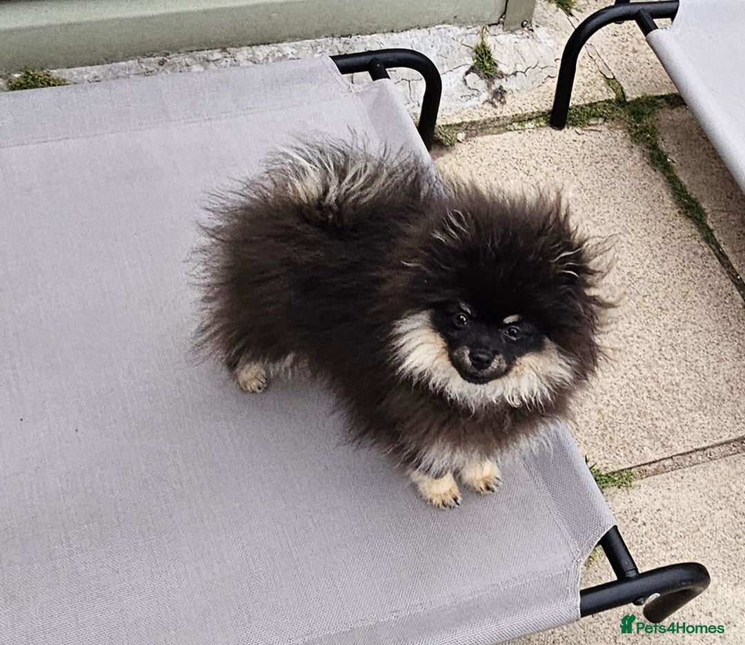 Pomeranian dogs for sale: Beautiful black and tan pomeranian puppy - Image 4