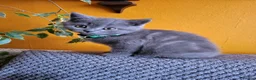 British Shorthair cats for sale: 4 adorable British Shorthair kittens - Advert 14