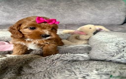 Cavapoo dogs for sale: Beautiful F1 Health Tested Red Cavapoo Puppies  - Image 16
