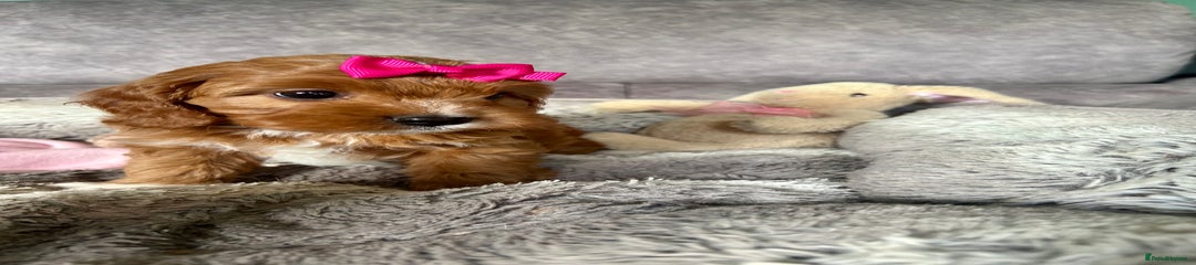 Cavapoo Puppy 3