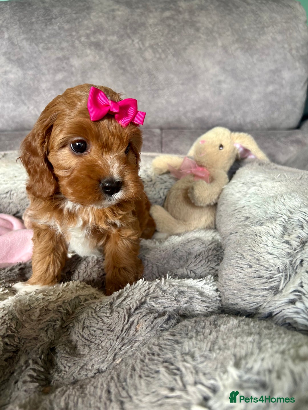 Cavapoo dogs for sale: Beautiful F1 Health Tested Red Cavapoo Puppies  - Image 16