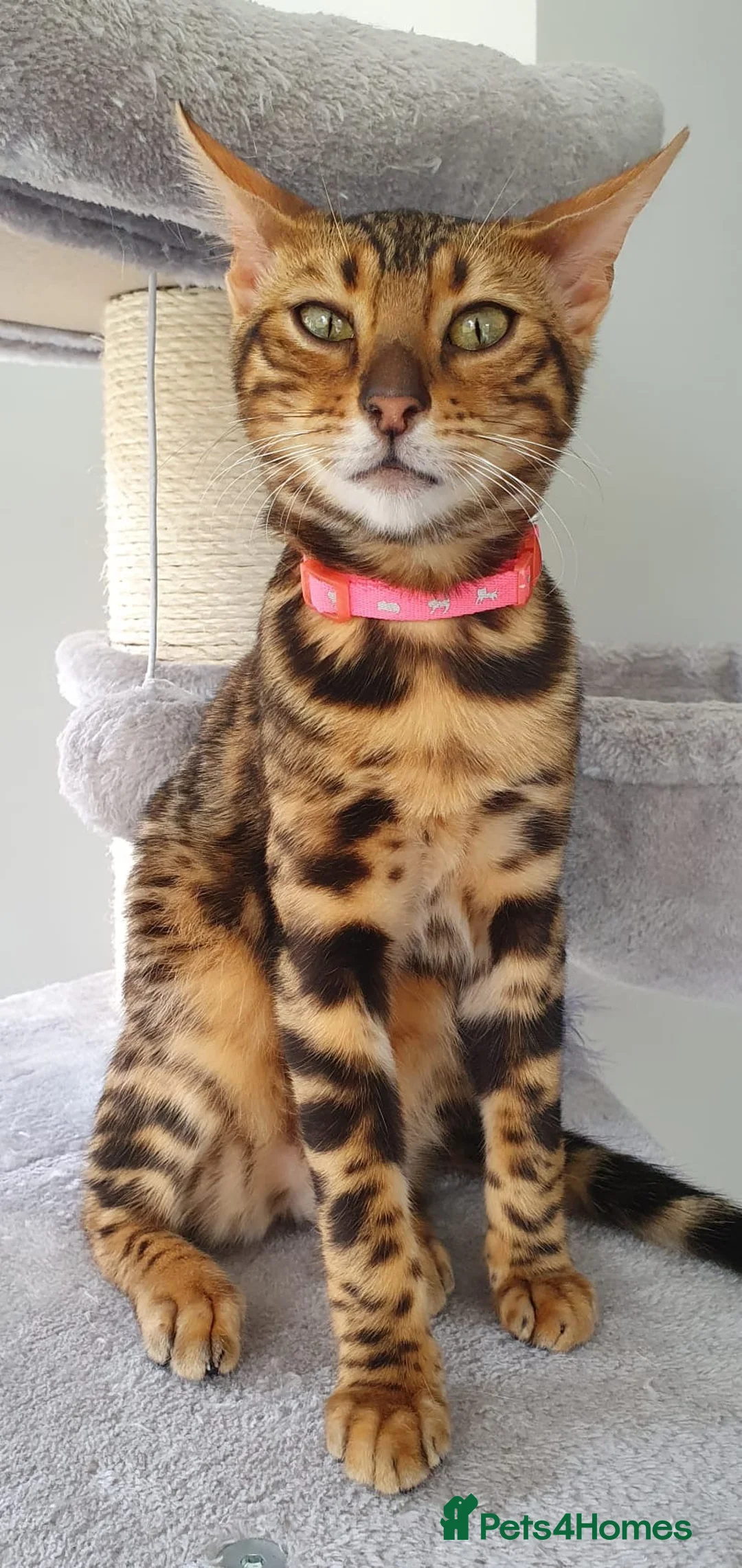 Bengal cats for sale: Beautiful Bengal Girl Looking for a Forever Home  - Advert 11