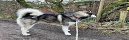 Alaskan Malamute dogs for stud: Alaskan Malamute for Stud   in Oldham - Advert 12