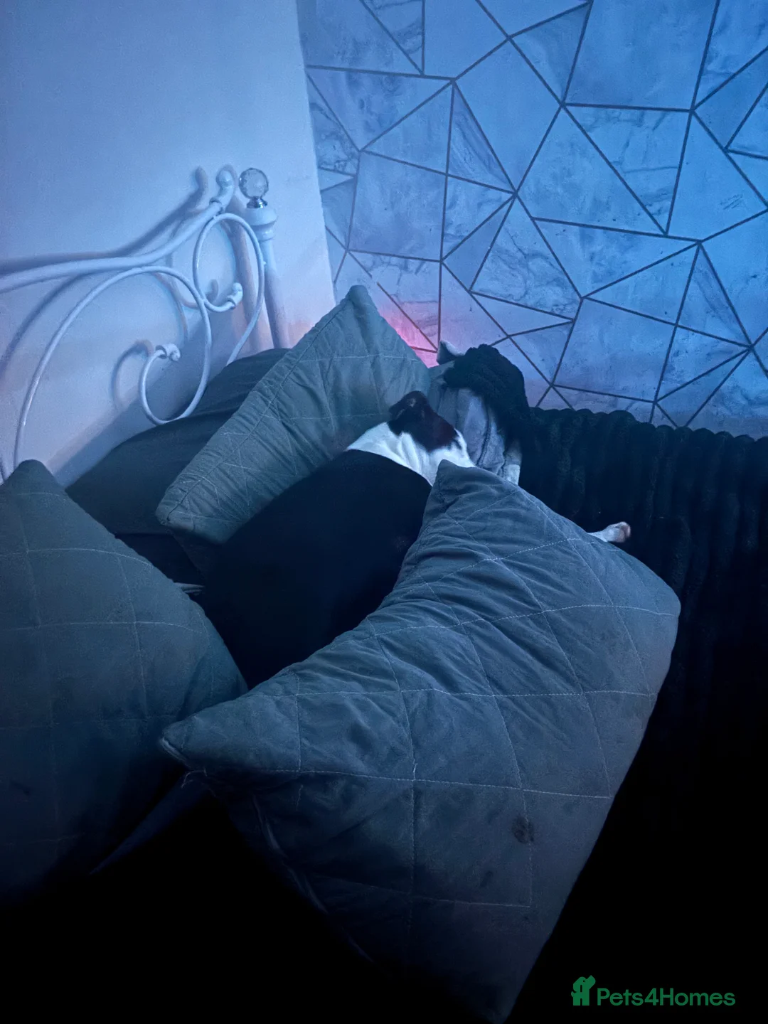 Mixed Breed dogs for sale: Bull mastiff cross staff female  - Advert 7