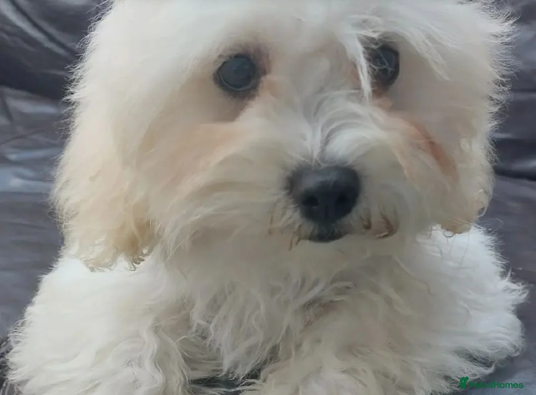 Bichon Frise dogs for sale: My little cloud in fur in Milton Keynes - Advert 1