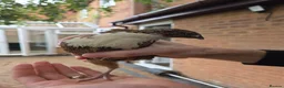 Quail poultry for sale: Male Countrix for sale in Northampton - Advert 4