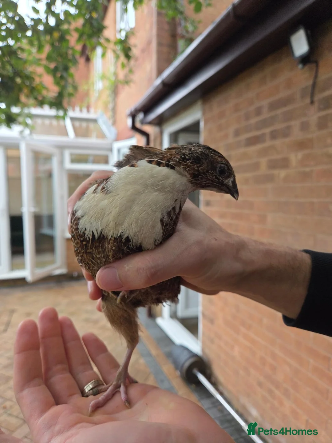 Quail poultry for sale: Male Countrix for sale in Northampton - Advert 4