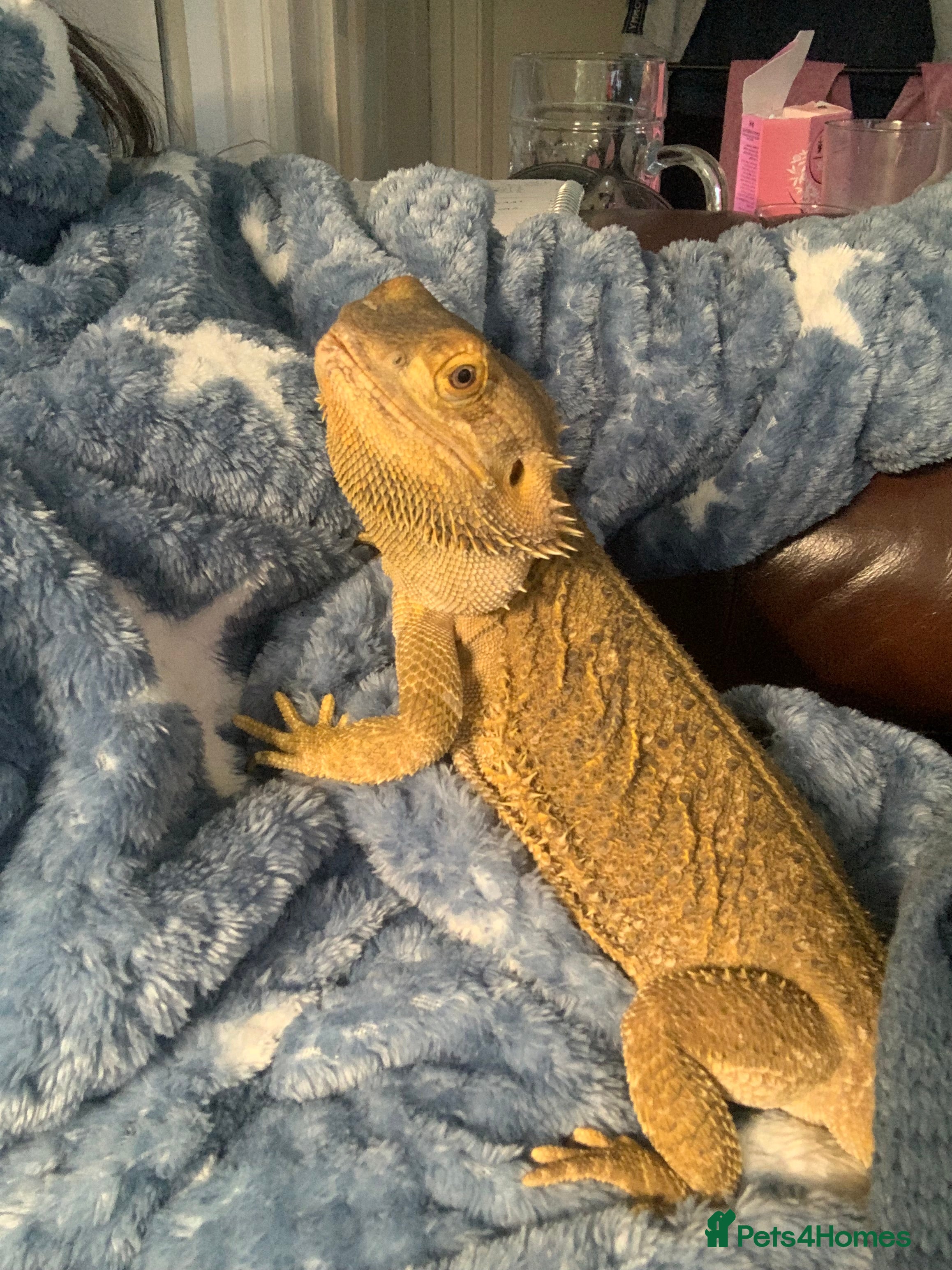 Bearded Dragon reptiles Adult Bearded dragon free to good home  in Cardiff - Advert 1