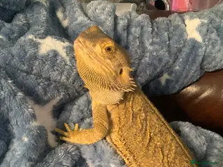 Bearded Dragon reptiles Adult Bearded dragon free to good home in Cardiff - Advert 17