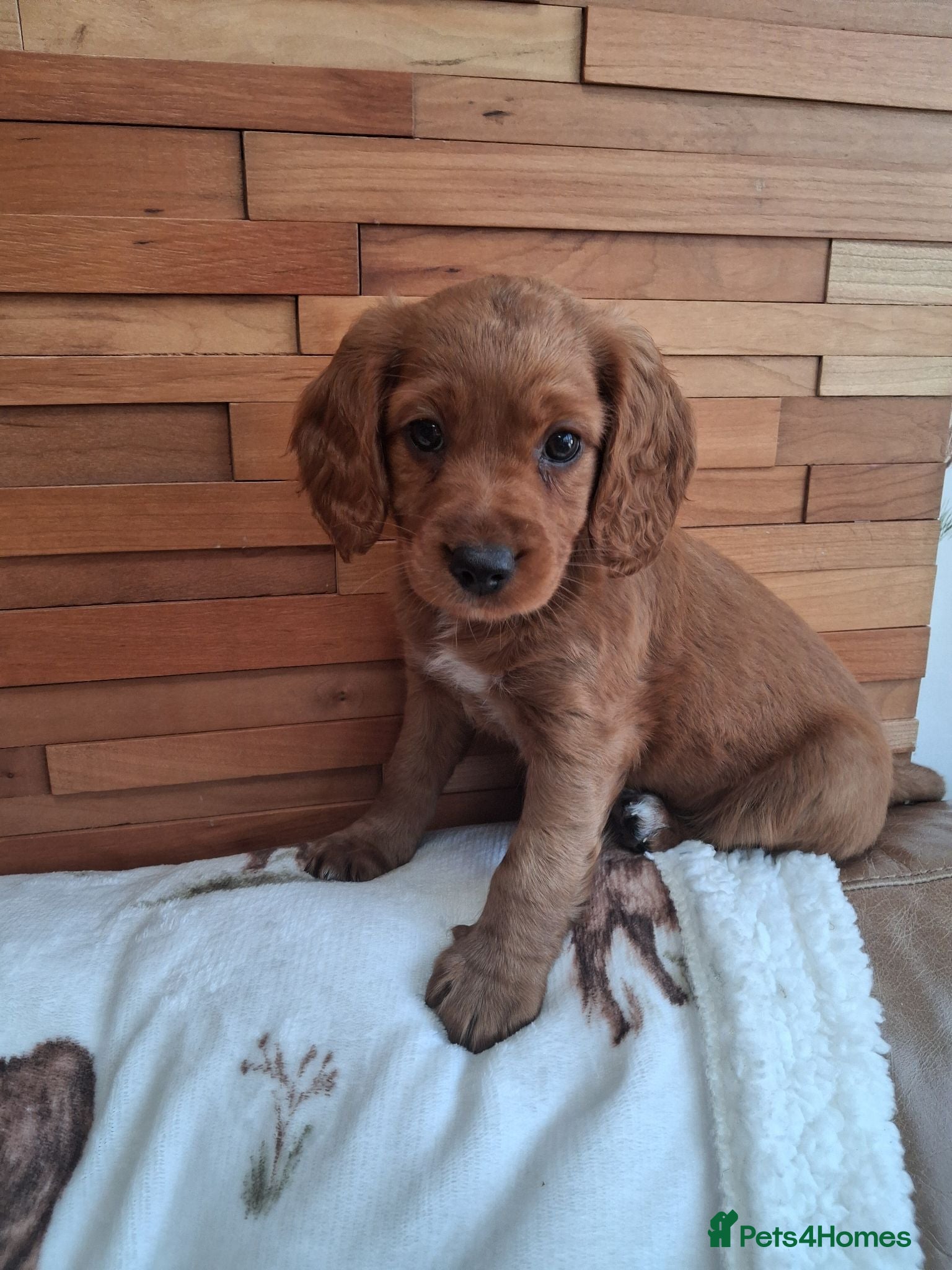 Cockapoo dogs F2  Red cockapoo puppies - Advert 6
